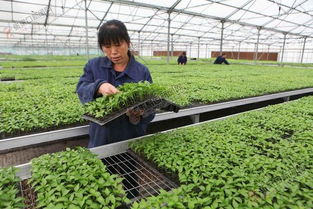 壩上蔬菜產業集團蓬勃發展