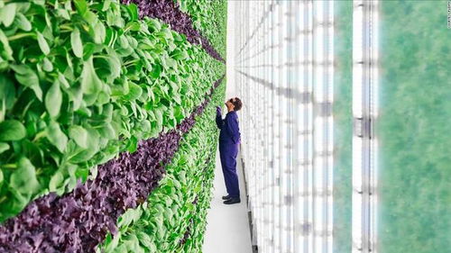 垂直農(nóng)業(yè) 或許是城市農(nóng)業(yè)的新未來